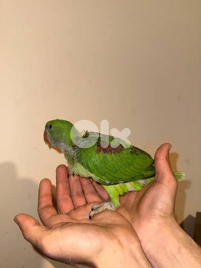 فراخ ده تزقيم