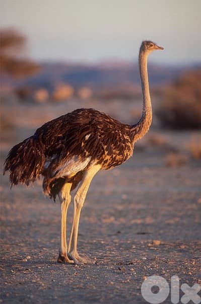 سعر العبوة ۲۰ لیتر من زيت النعام: ٧٠٠ دولار أمريكي