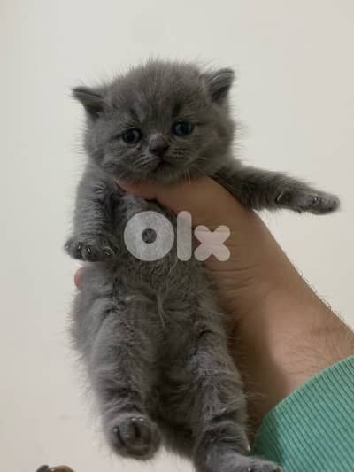 pure Scottish & brittish kittens