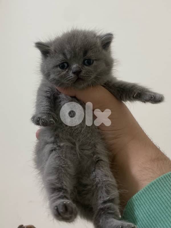 pure Scottish & brittish kittens top  quality 1