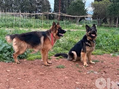 German Shepherd Puppies – Reservations Open (Koura / North Lebanon)
