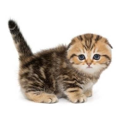 scottish murbel gold