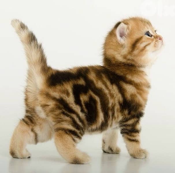 scottish murbel gold 1