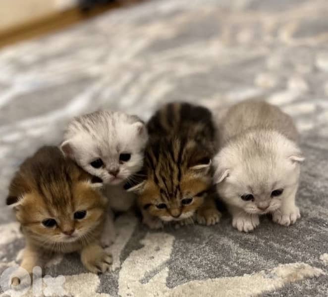 scottish murbel gold 3