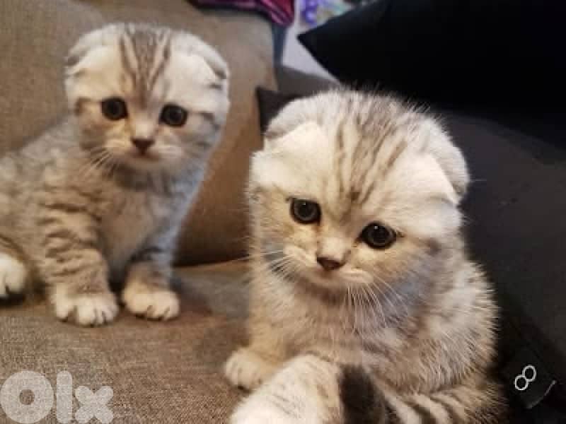 scottish & british 1