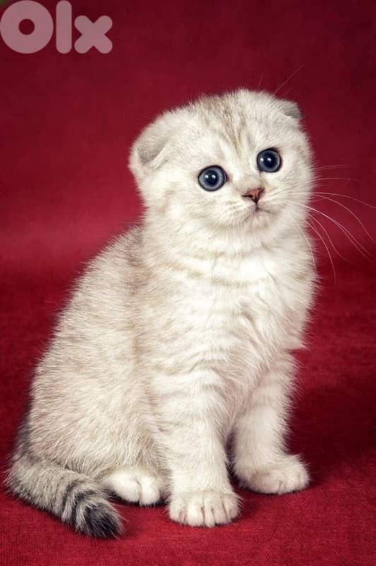 scottish & british 2