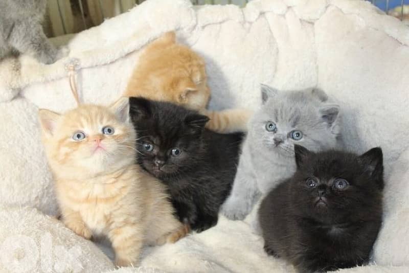 scottish & british 4