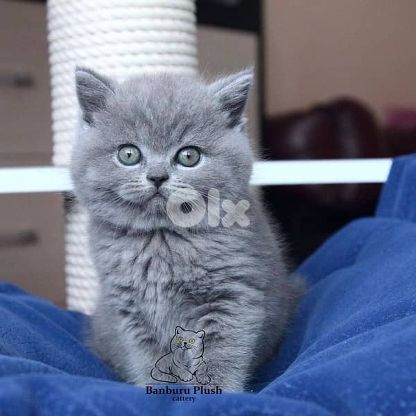 scottish & british 5