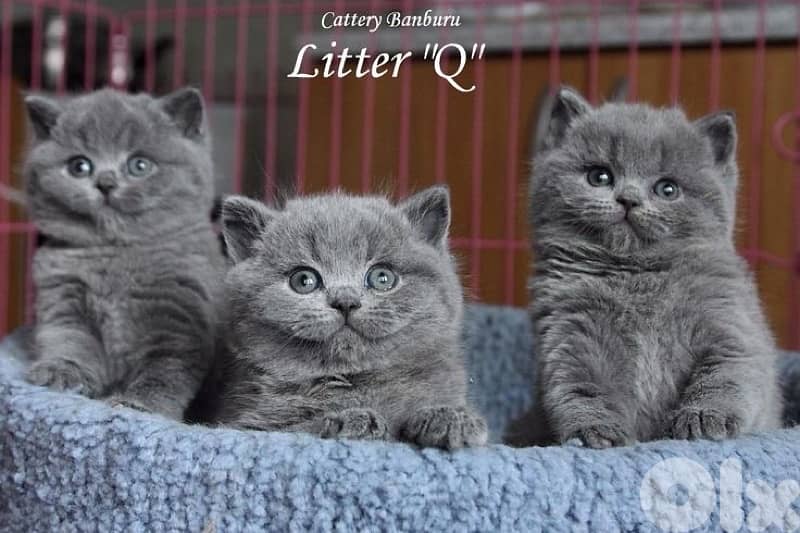 scottish & british 6