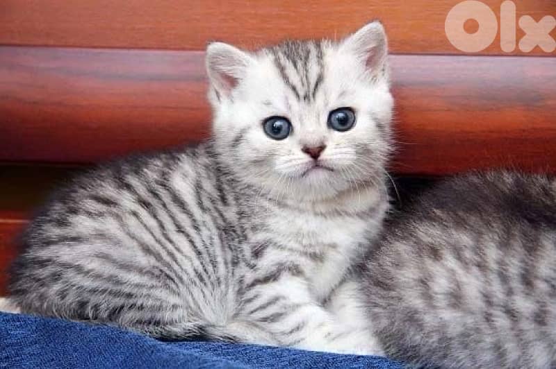 scottish & british 8