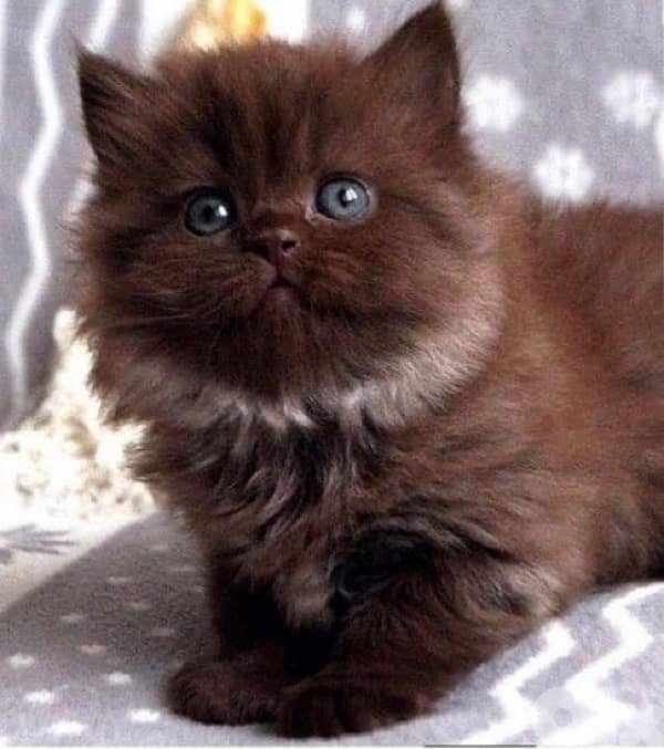 scottish & british 10