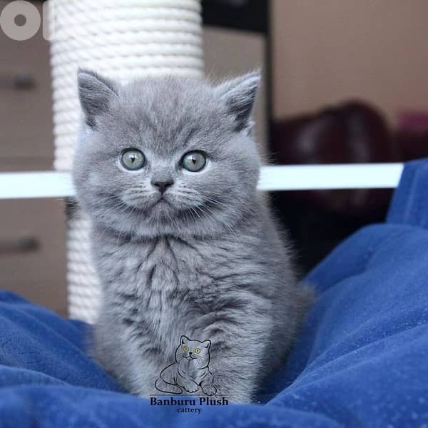 scottish & british 12