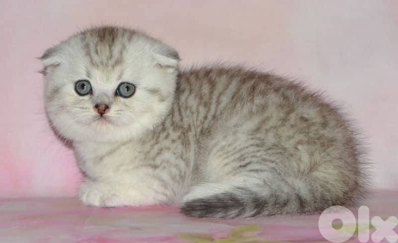 scottish & british 14