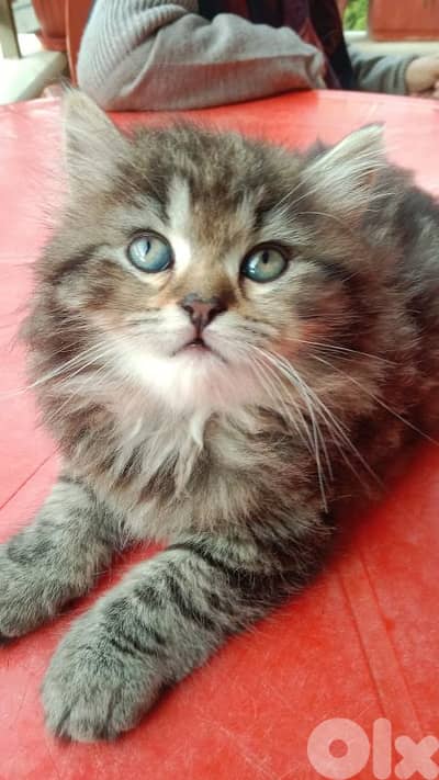 خلدة __ عرمون