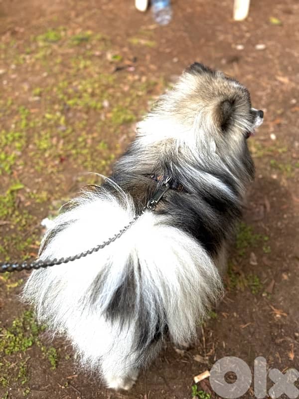 pomeranian 1