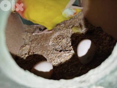 البقاع الغربي سعد نايل