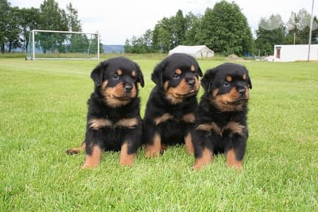 Majestical Rottweiler puppy pure breed /Dog Delivery / كلاب كلب جرو