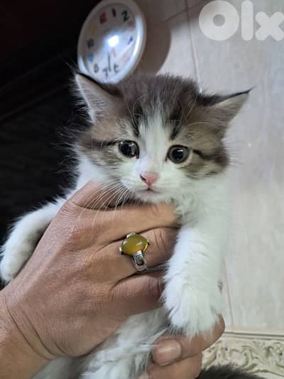 قطط للبيع