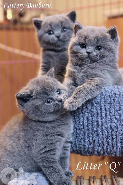 british للحجز 70485808