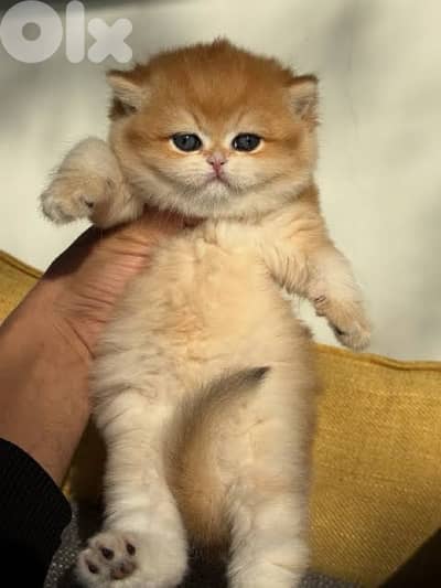 british gold  for contact 70485808