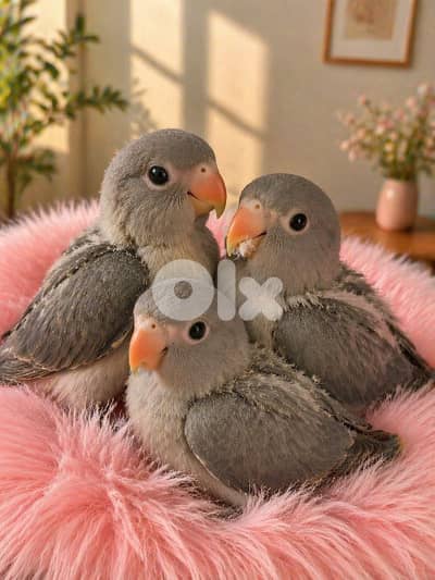 grey ringneck parrot