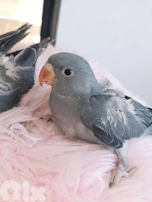 grey ringneck parrot 1