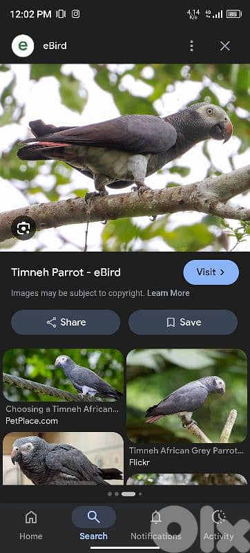 NEED Timneh Parrot
