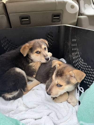 2 month old puppies for adoption
