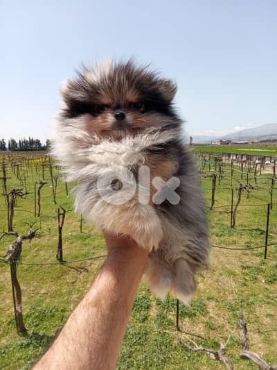 Pomeranian puppy Merle tricolor