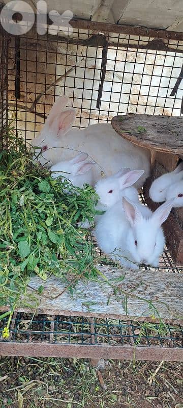 فراخ ارانب للبيع