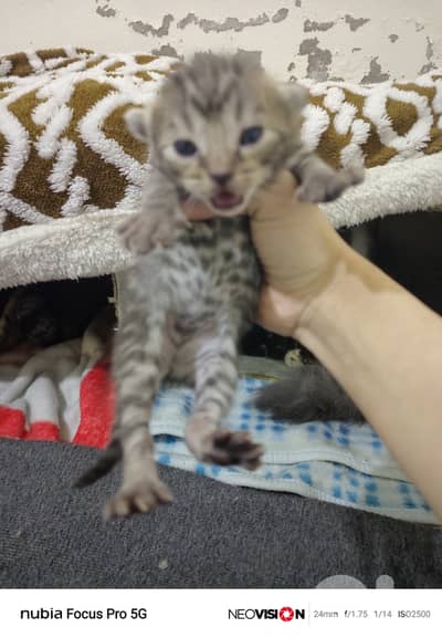 لبنان لجنوب