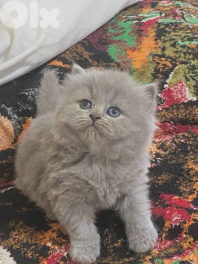 pure Scottish & brittish kittens