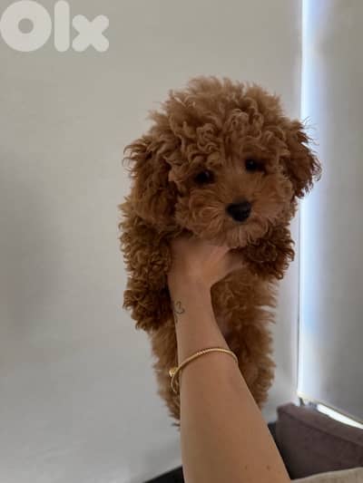 toy poodle