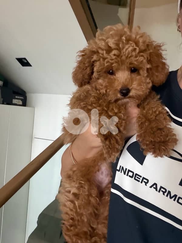 toy poodle 2