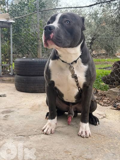 male Pitbull