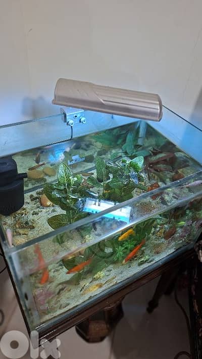 للبيع اكواريوم السمك مع غراضه ومع السمكات
