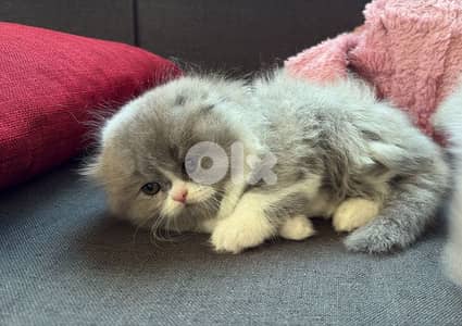 Scottish fold