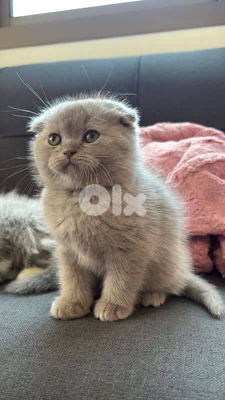Scottish fold 1