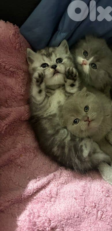 Scottish fold 3