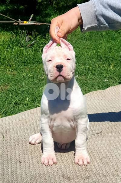Dogo Argentino Puppy