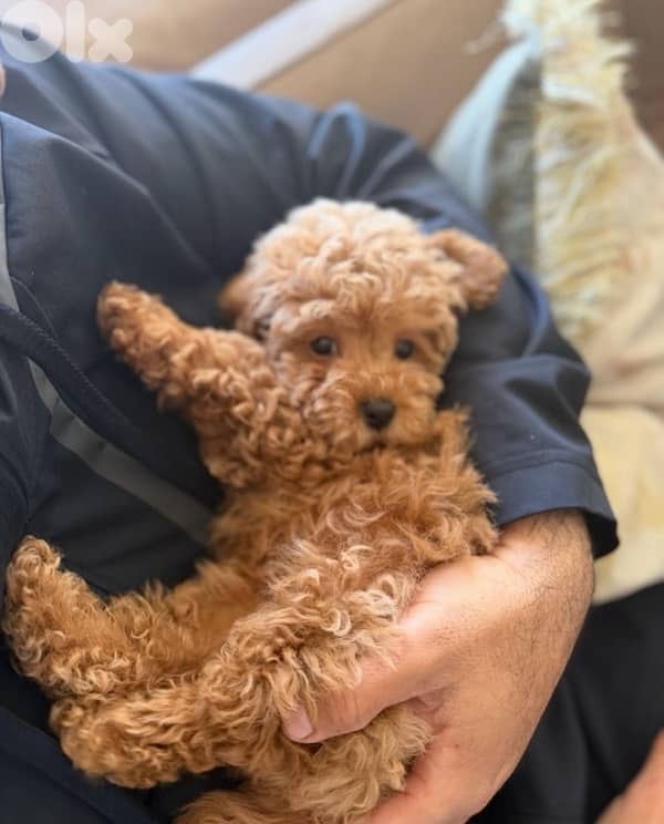 toy poodle 4