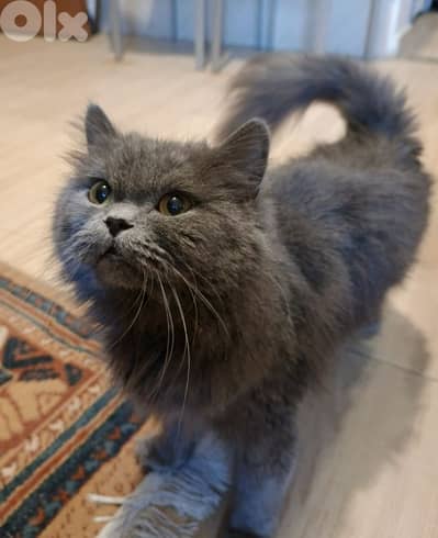 British long hair Cat