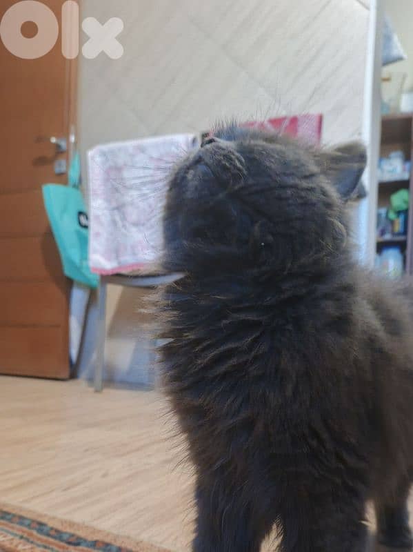 British long hair Cat 1