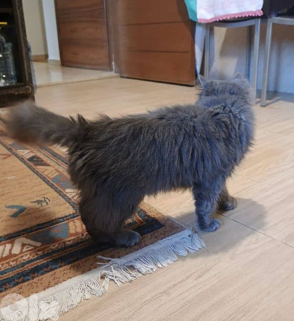 British long hair Cat 2