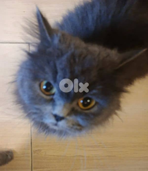 British long hair Cat 3