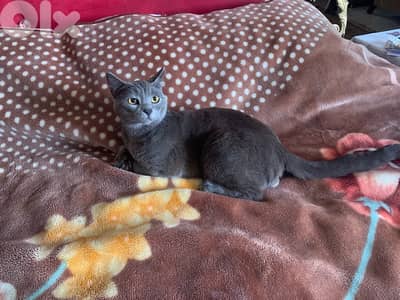 cat for adoption due to travel