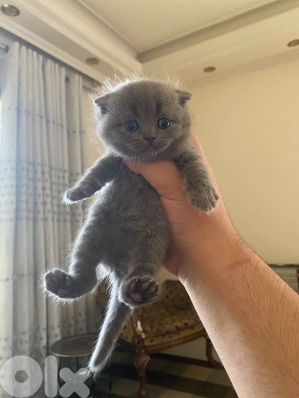 pure Scottish & brittish kittens top  quality 2