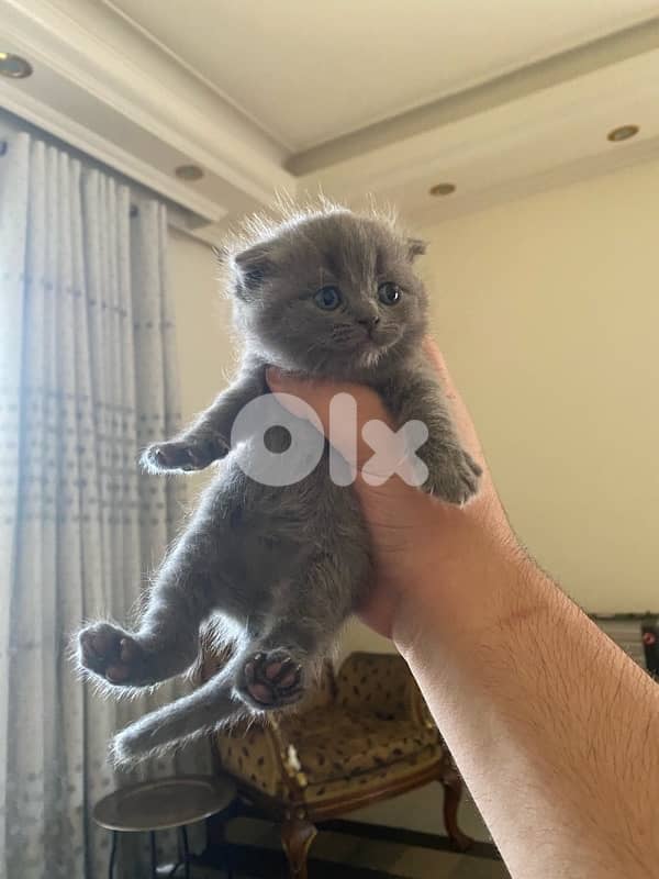 pure Scottish & brittish kittens top  quality 3