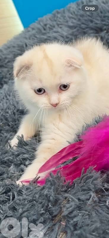 Unique Scottish Fold blue eyes kitten Available