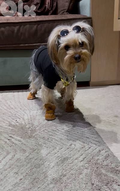 Looking for a female Yorkshire Terrier for mating